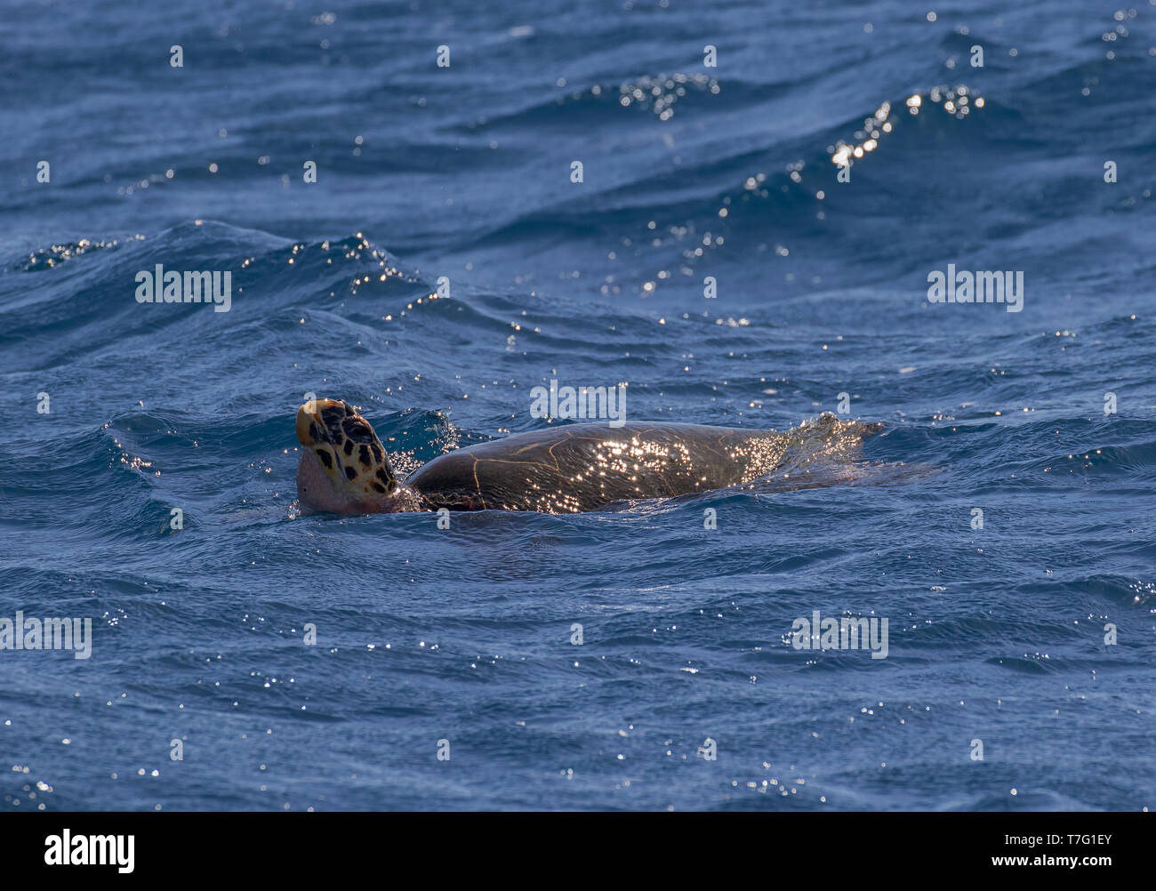 Critically Endangered Hawksbill Sea Turtle Eretmochelys Imbricata Swimming In The Caribbean