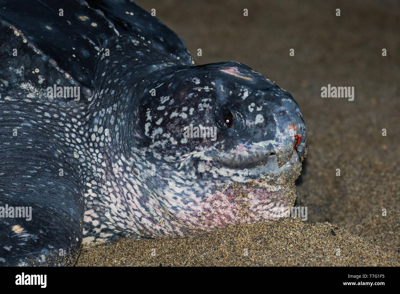 Closeup Of An Adult Female Leatherback Sea Turtle Dermochelys Coriacea Closeup Of An Adult Female Leatherback Sea Turtle Dermochelys Coriacea