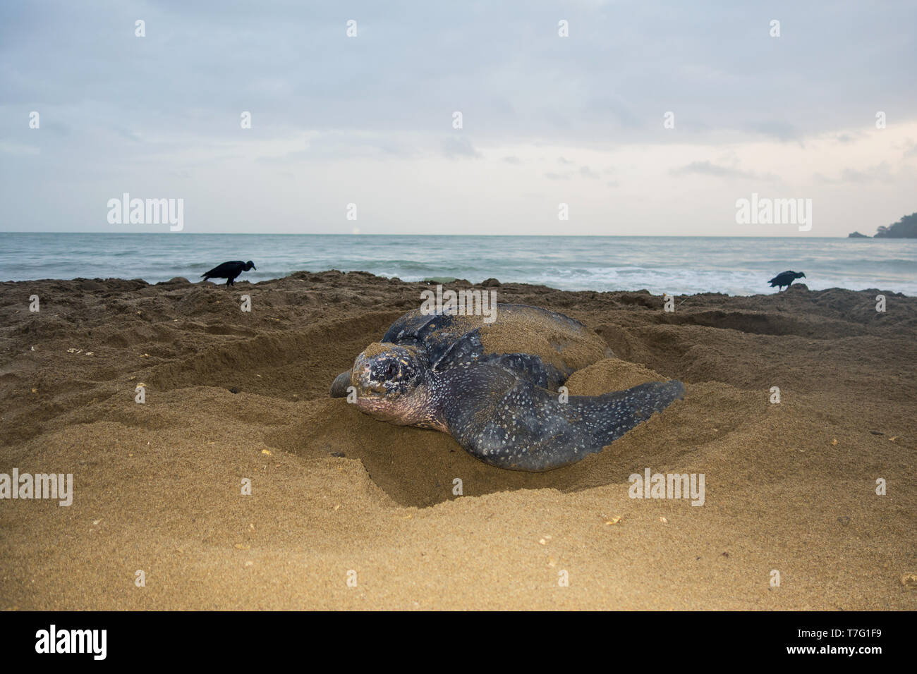 Adult female Leatherback sea turtle (Dermochelys coriacea) on a sandy ...