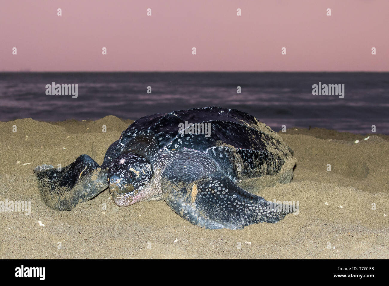 Adult Female Leatherback Sea Turtle Dermochelys Coriacea On A Sandy Beach On An Island In The 9496