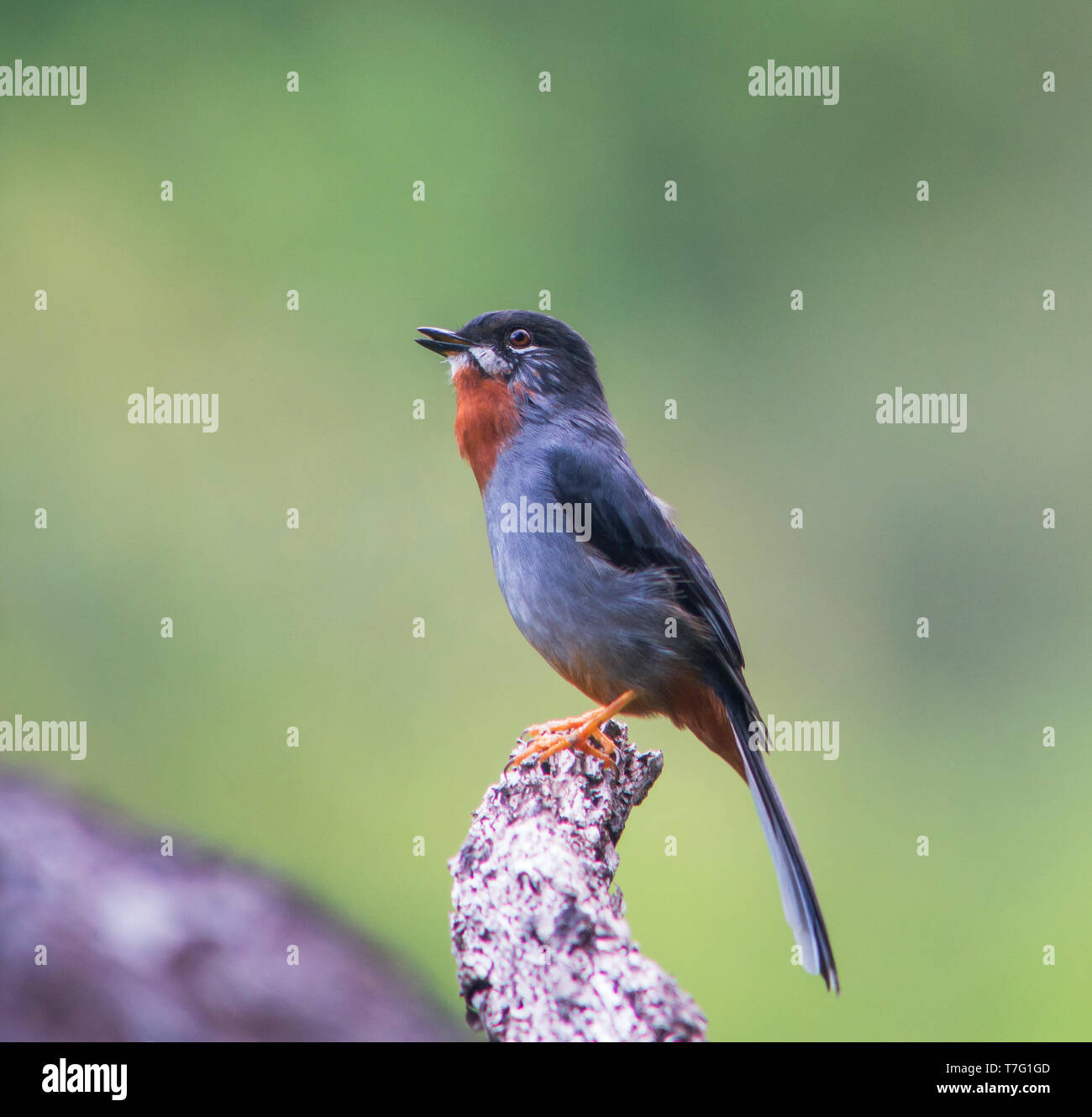 Singing male Rufous-throated Solitaire (Myadestes genibarbis) from en exposed perch in forest in the Caribbean. Stock Photo