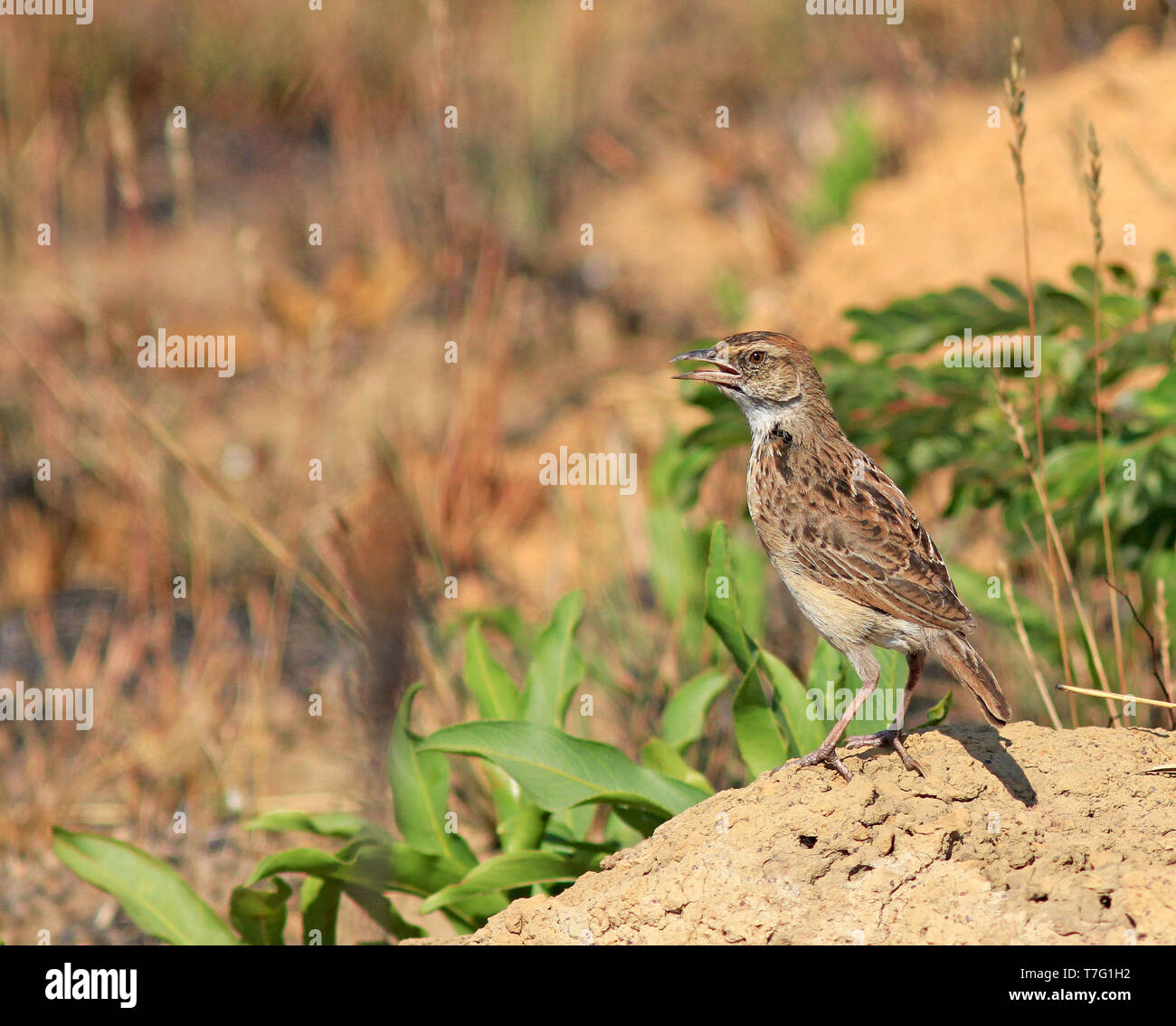 Angolan lark (Mirafra angolensis), also known as Angolan bushlark, singing from a sandy heap in Angola. Stock Photo