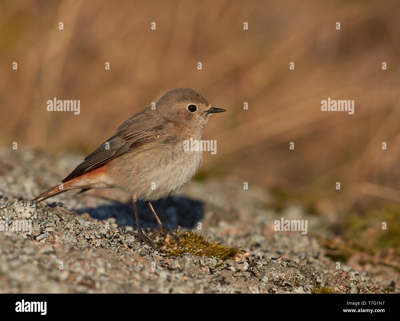 Female Common Redstart (Phoenicurus phoenicurus) in Finland. Stock Photo