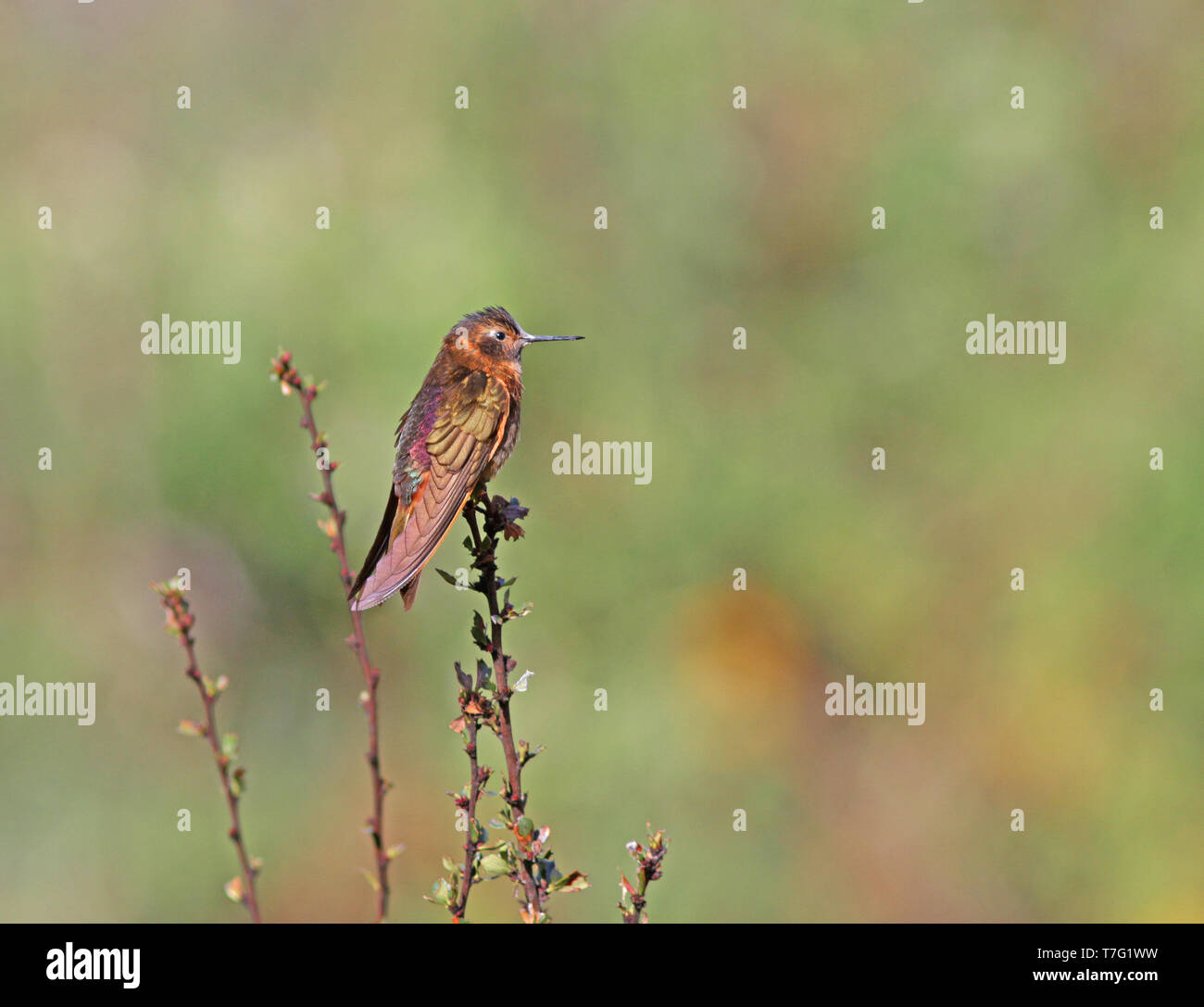 Shining sunbeam (Aglaeactis cupripennis) perched in central Peru. Stock Photo