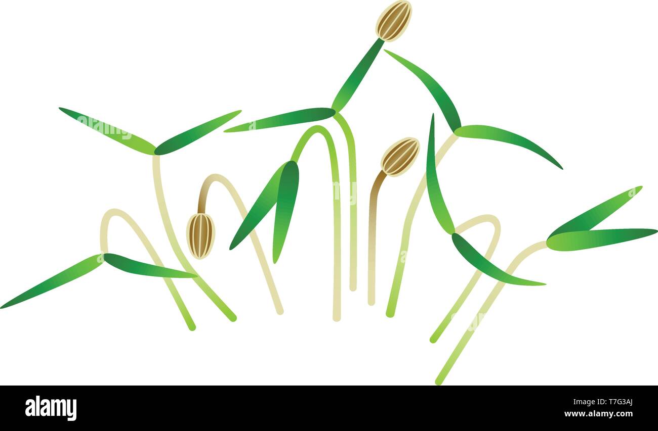 Young dill plant Stock Vector Images - Alamy