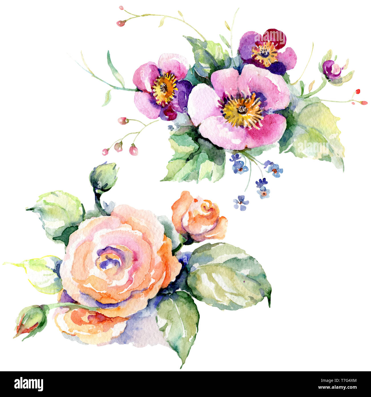 Pink rose bouquet loral botanical flowers. Watercolor background set ...