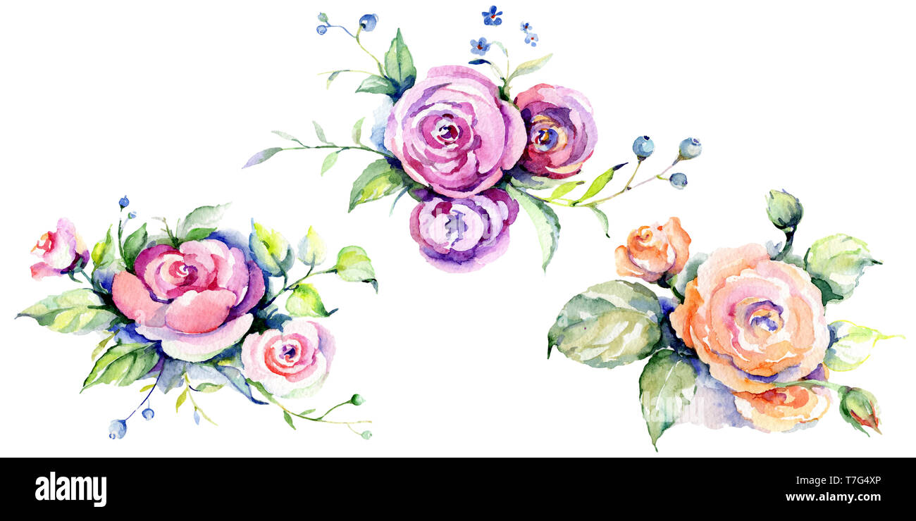 Pink rose bouquet loral botanical flowers. Watercolor background set ...