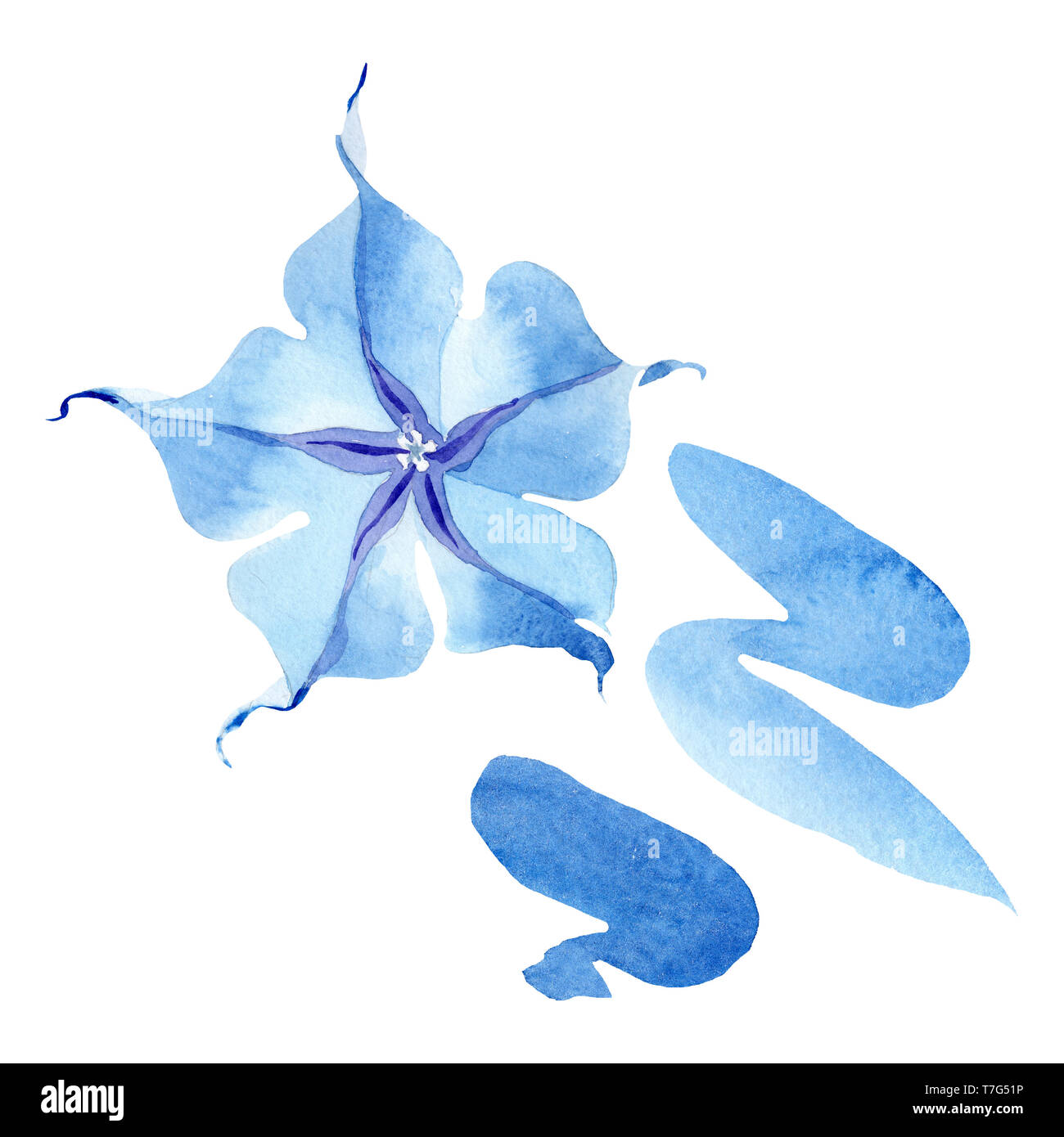 Blue brugmansia floral botanical flowers. Watercolor background set
