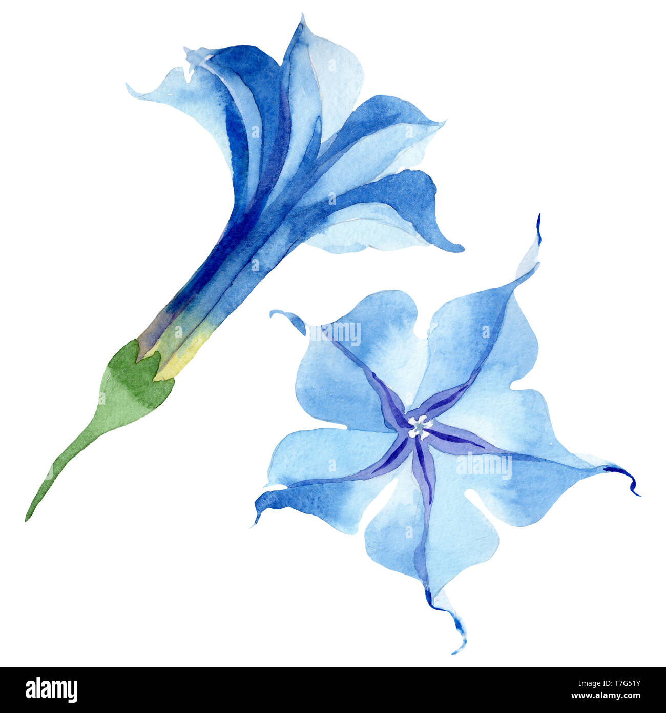 Blue brugmansia floral botanical flowers. Watercolor background set