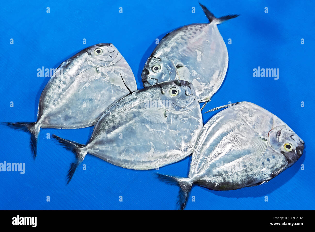 Close-up of four Mene Moonfish laying on a blue colored table cloth at a wet market. It is a common fish in the Philippines Stock Photo
