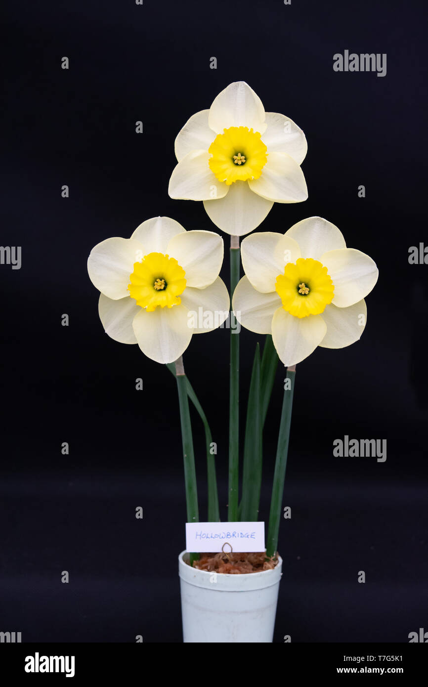 Daffodil 'Hollowbridge' on a black background Stock Photo