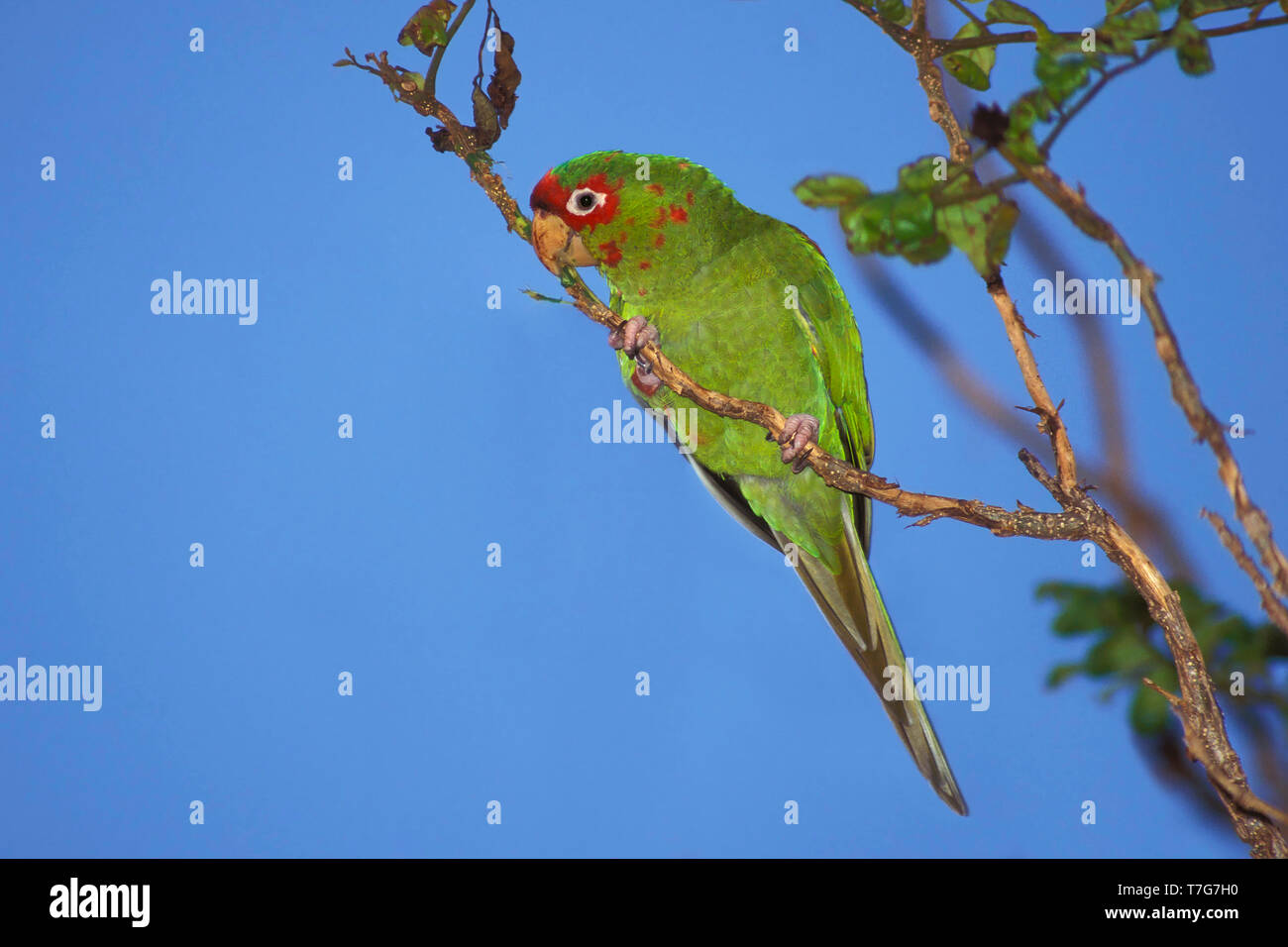Introduced adult Mitred Parakeet (Psittacara mitratus) perched in a tree in Miami-Dade County, Florida, USA. Stock Photo