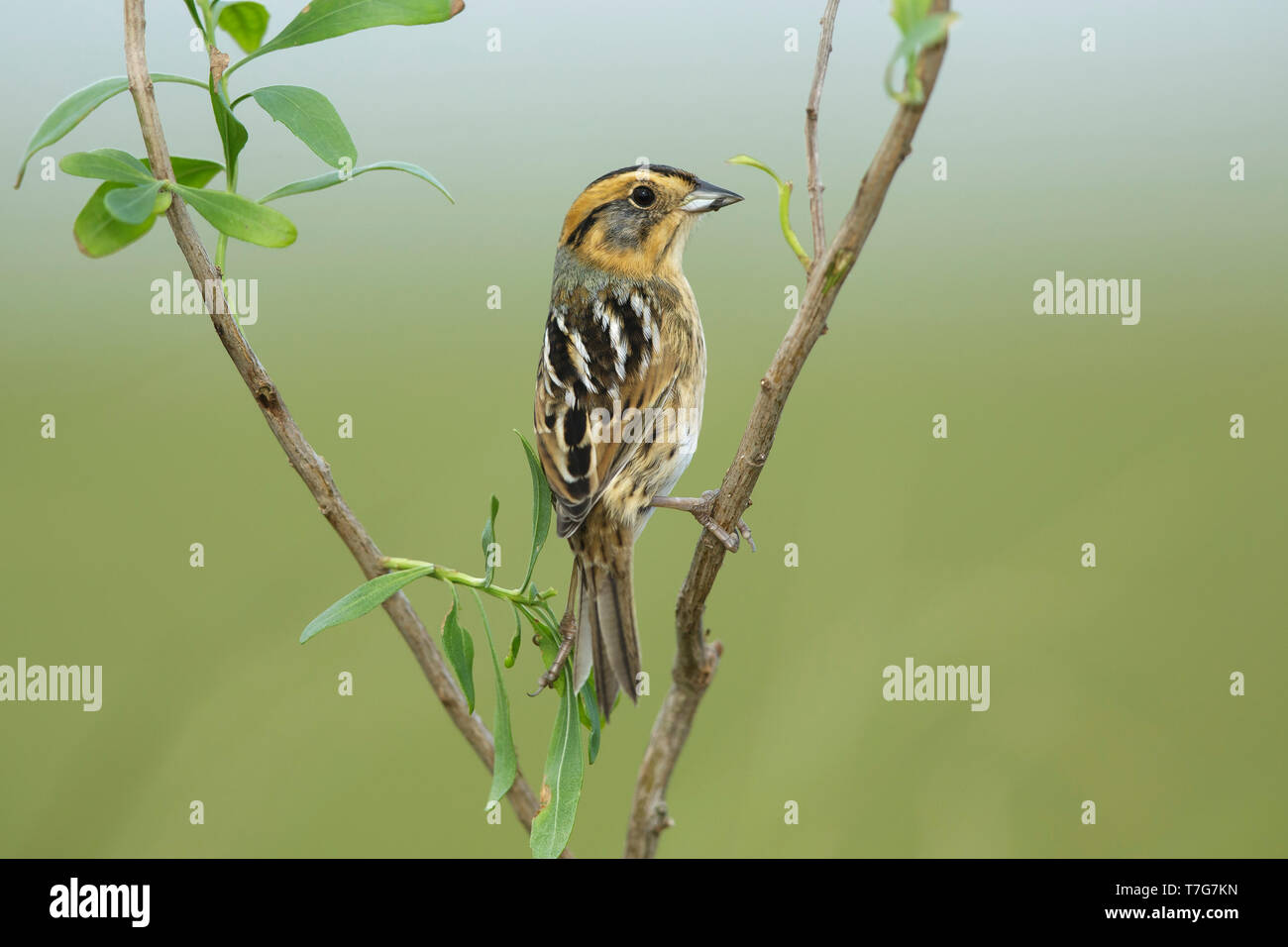 Nelson's Sparrow (Ammodramus nelsoni) perched in its breeding habitat, undisturbed marshes. Stock Photo
