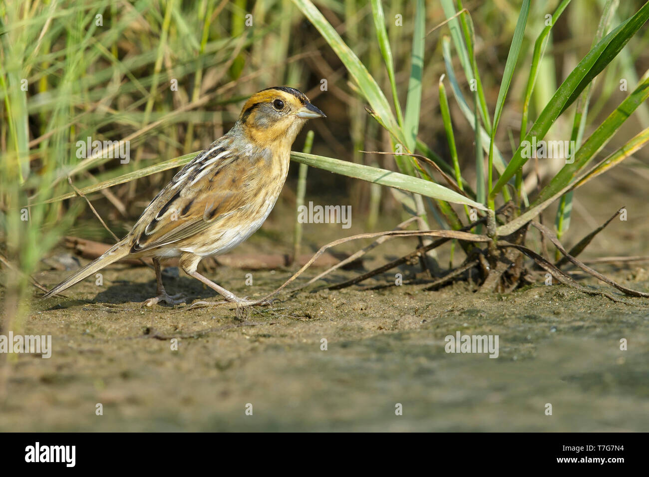 Nelson's Sparrow (Ammodramus nelsoni) standing on the ground in it’s breeding habitat, undisturbed marshes. Stock Photo