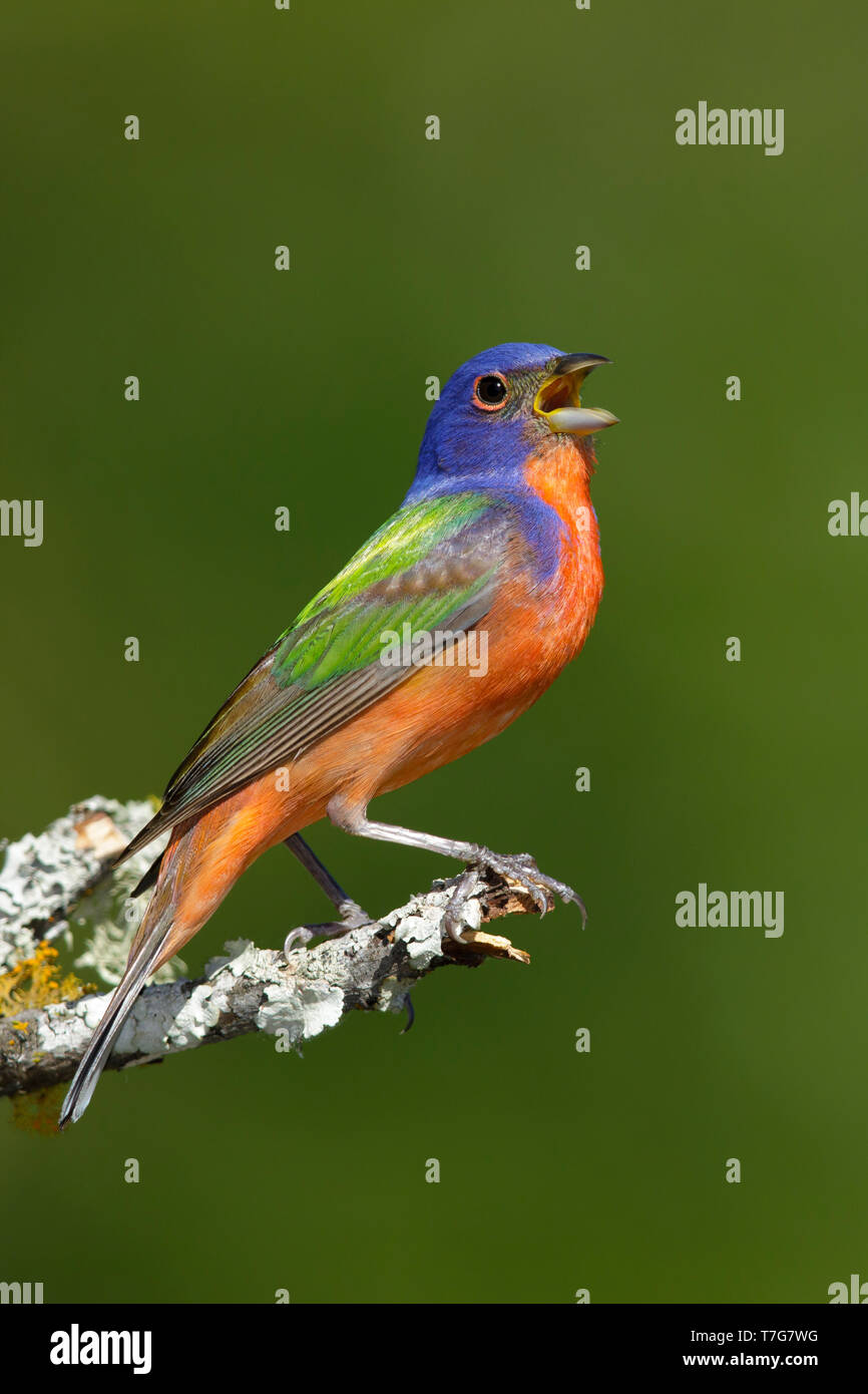 Adult male Painted Bunting (Passerina ciris) singing from a perch in