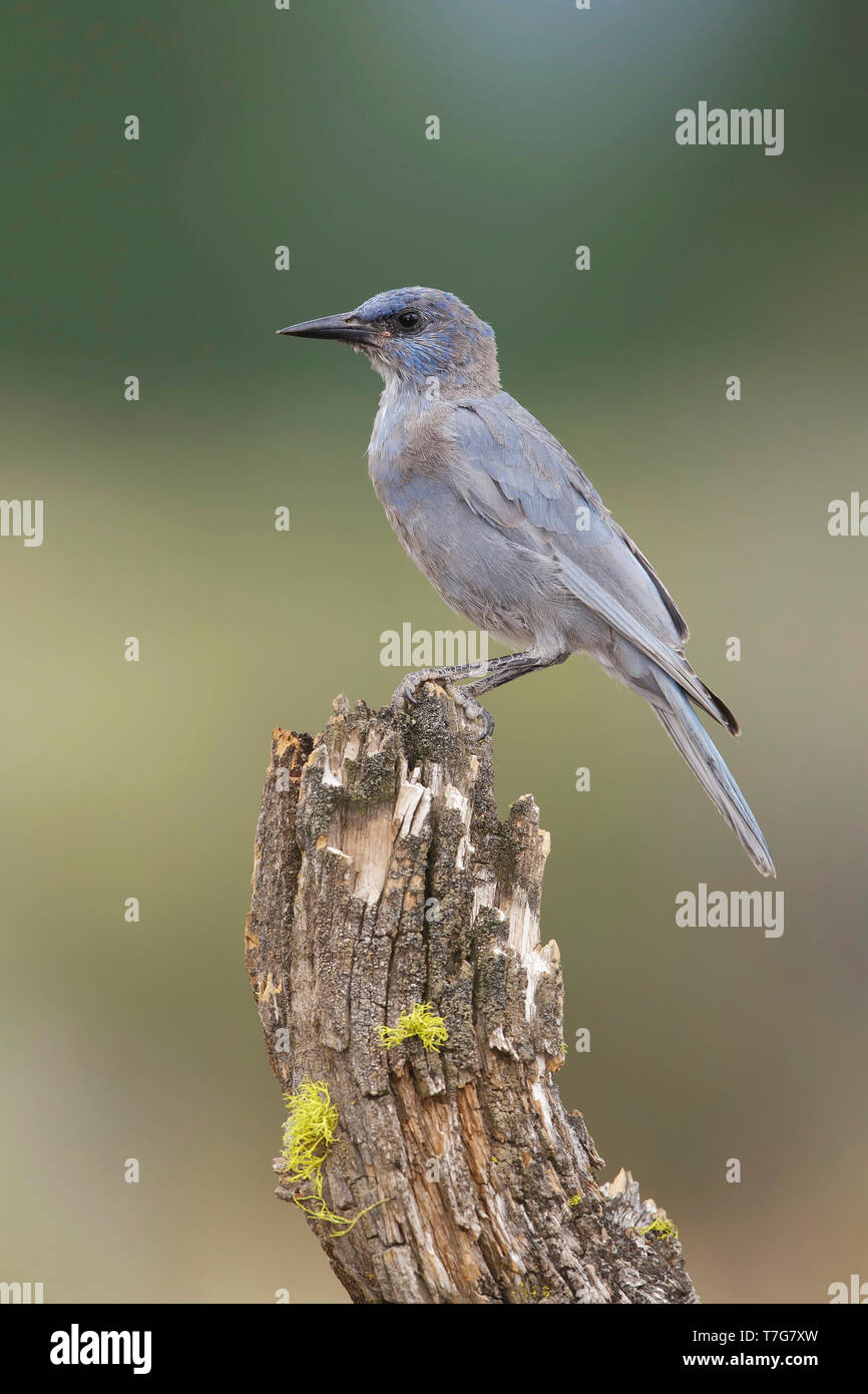 Juvenile Pinyon Jay (Gymnorhinus cyanocephalus) perched on a tree stump in pine forest of Lake County, Oregon, USA, during late summer. Stock Photo