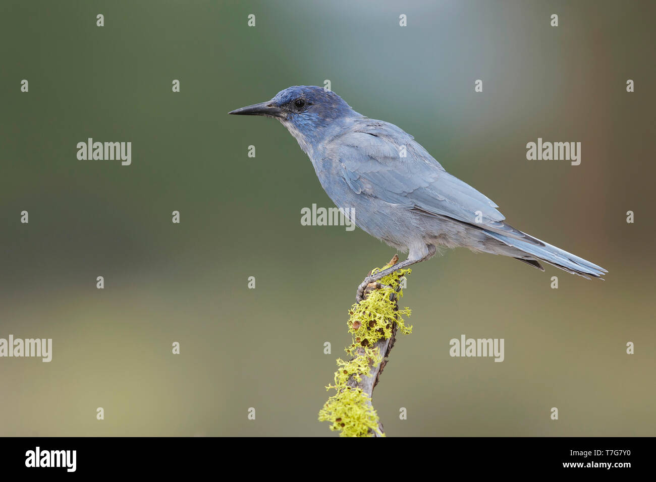 Adult Pinyon Jay (Gymnorhinus cyanocephalus) perched on a tree stump in pine forest of Lake County, Oregon, USA, during late summer. Stock Photo