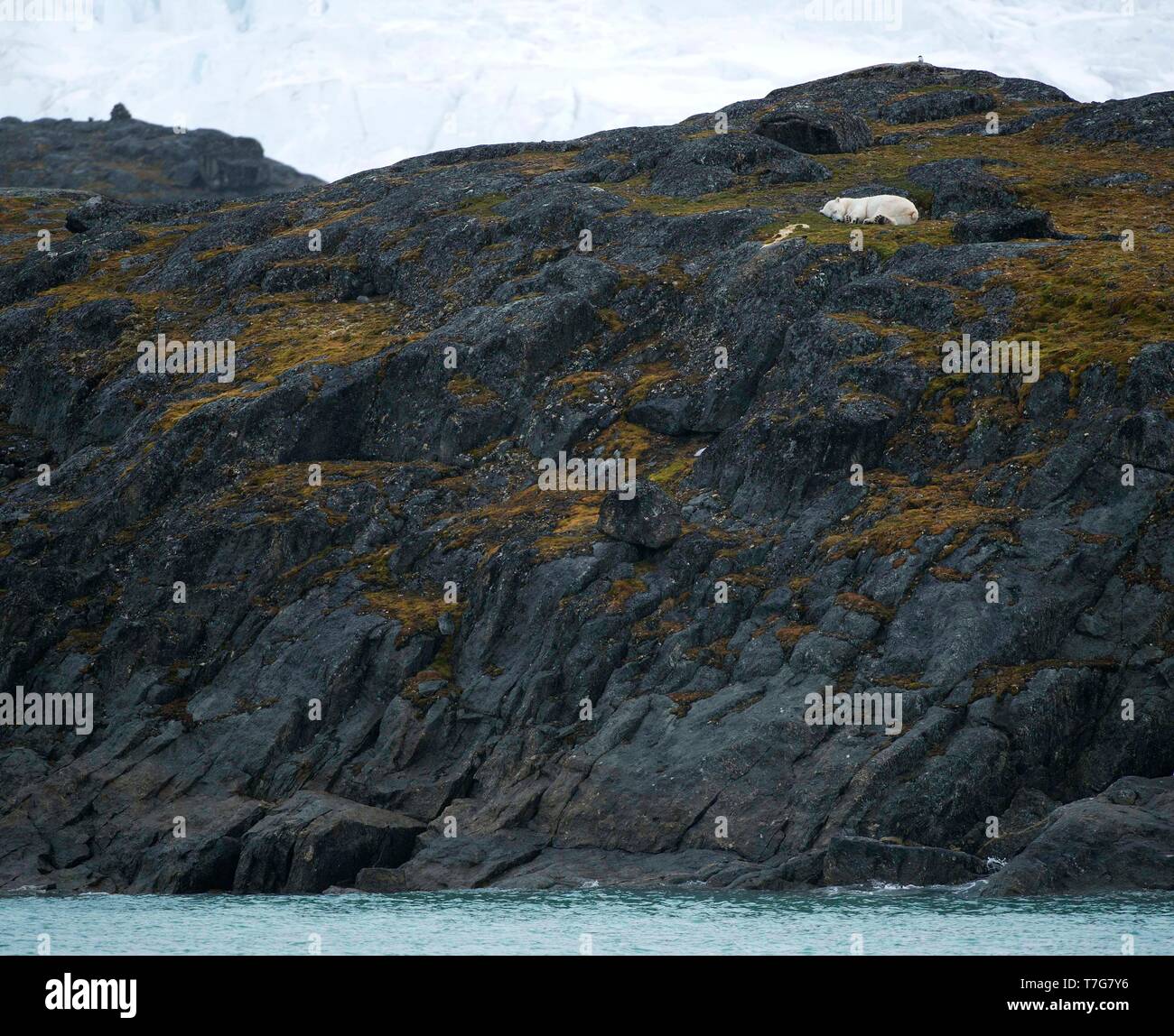 Polar Bear (Ursus marinus) sleeping on land on Spitsbergen, arctic Norway. Stock Photo