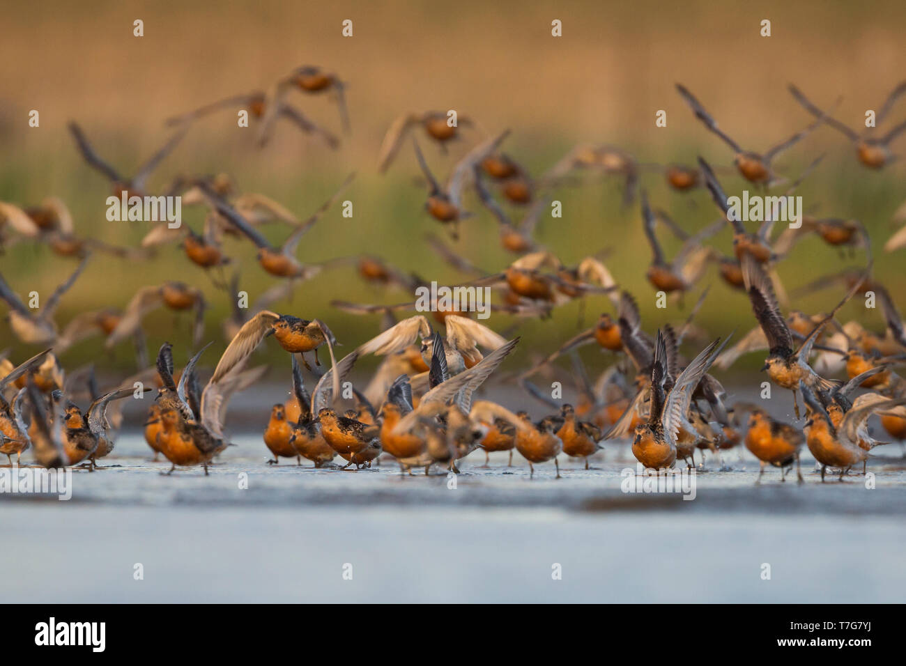 Flock of Red Knots (Calidris canutus), Germany, adult birds in summer plumage taking off from roosting area. Stock Photo