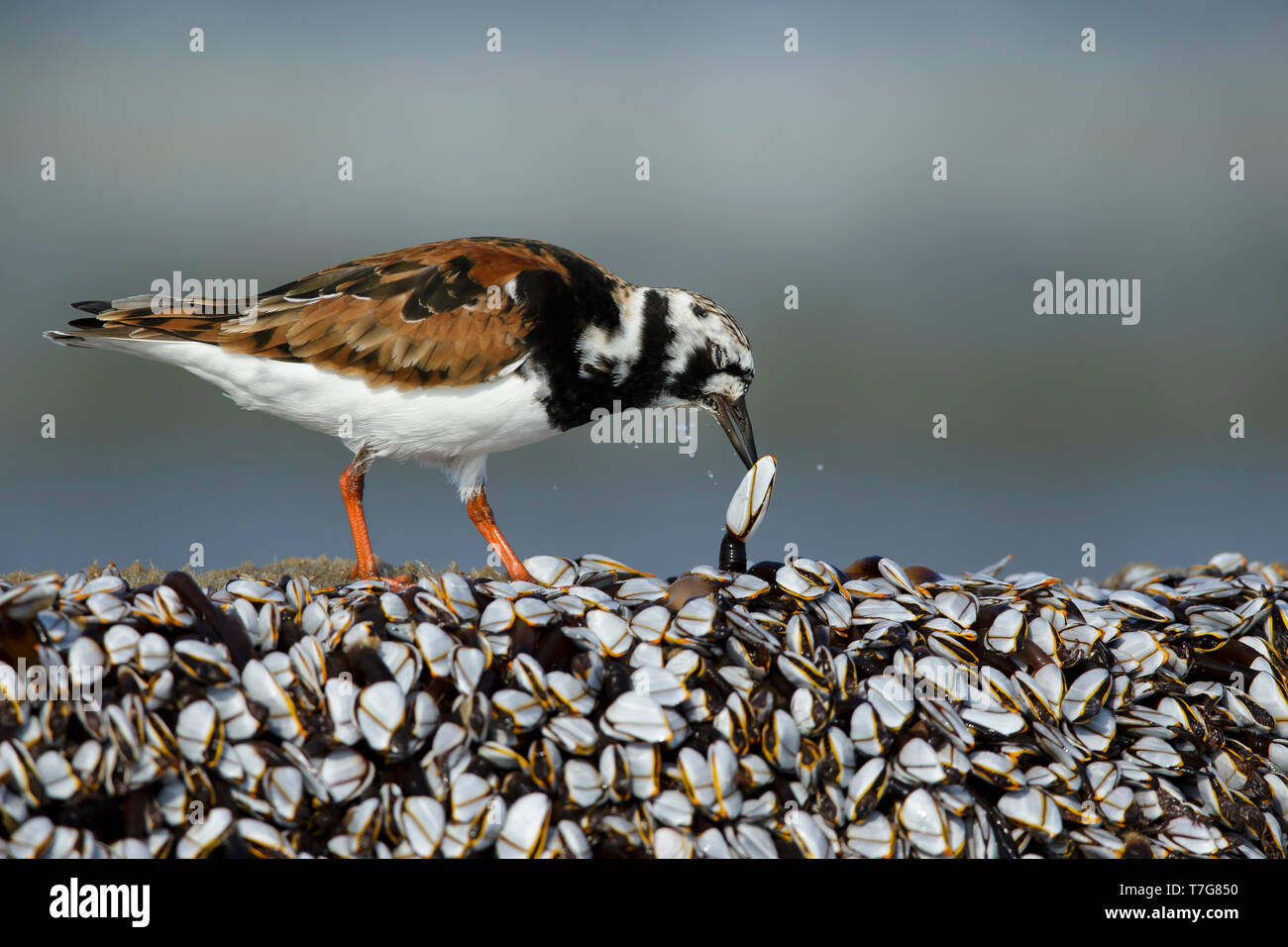 Breeding mussels hires stock photography and images Alamy