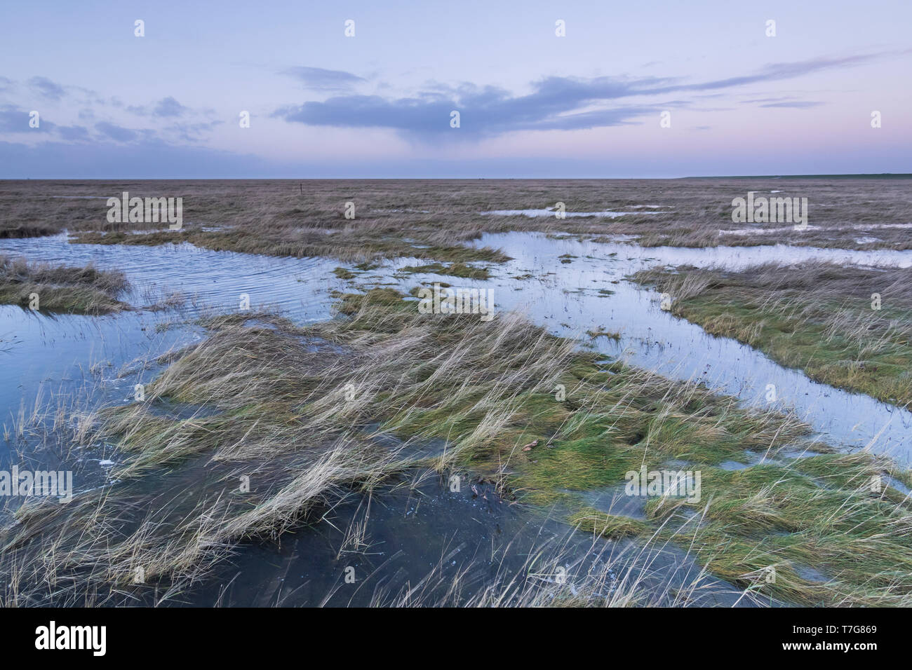 Saltmarsh near Lighthouse Westerhever, in the German Wadden Sea. Stock Photo