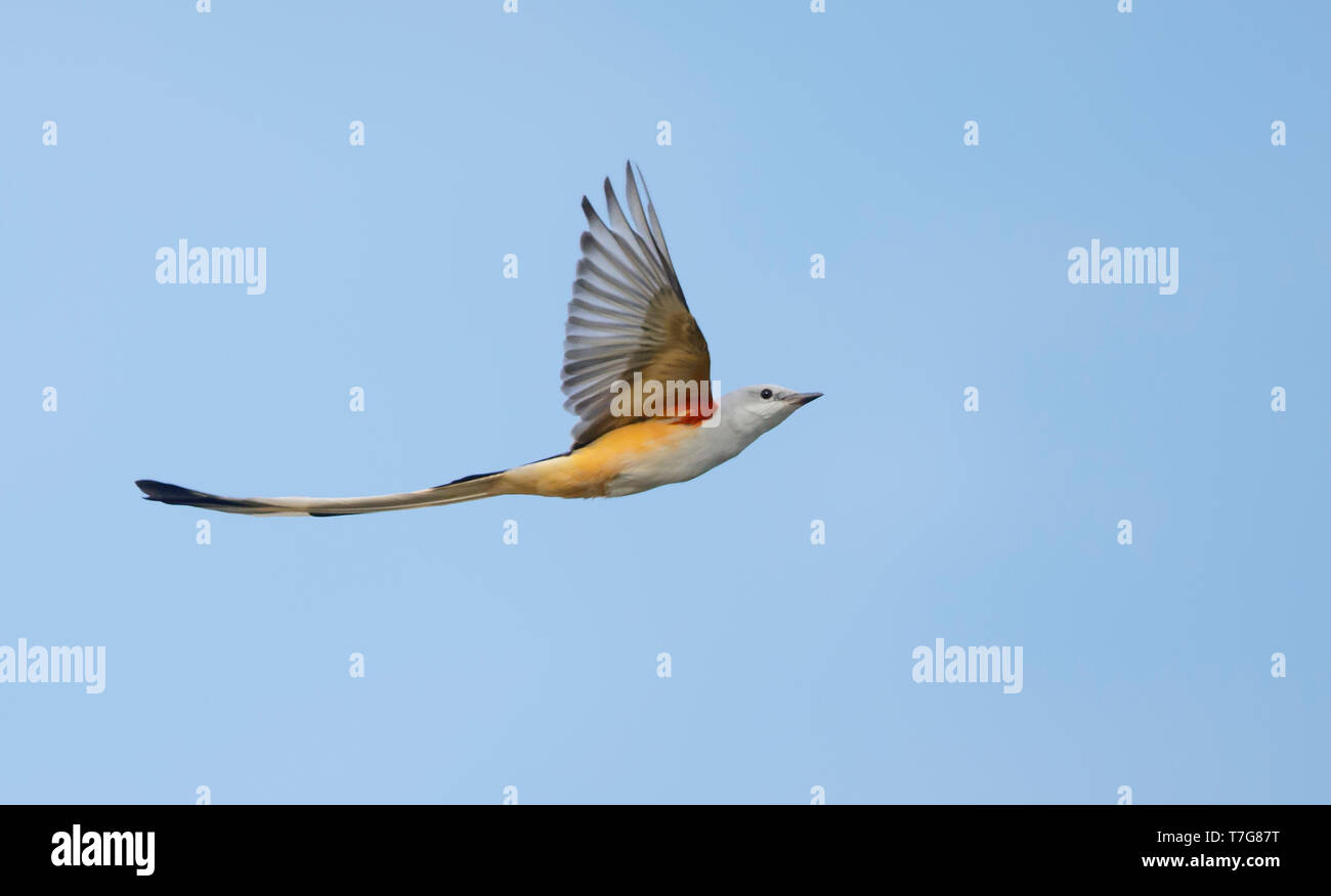 Adult male Scissor-tailed Flycatcher (Tyrannus forficatus) in flight in Chambers Co., Texas, USA, during autumn. Stock Photo