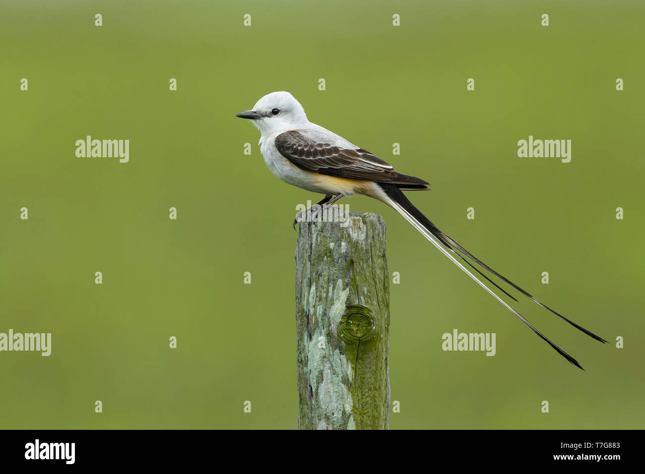 Adult male Scissor-tailed Flycatcher (Tyrannus forficatus) perched on a wooden pole in Galveston Co., Texas, USA. Stock Photo