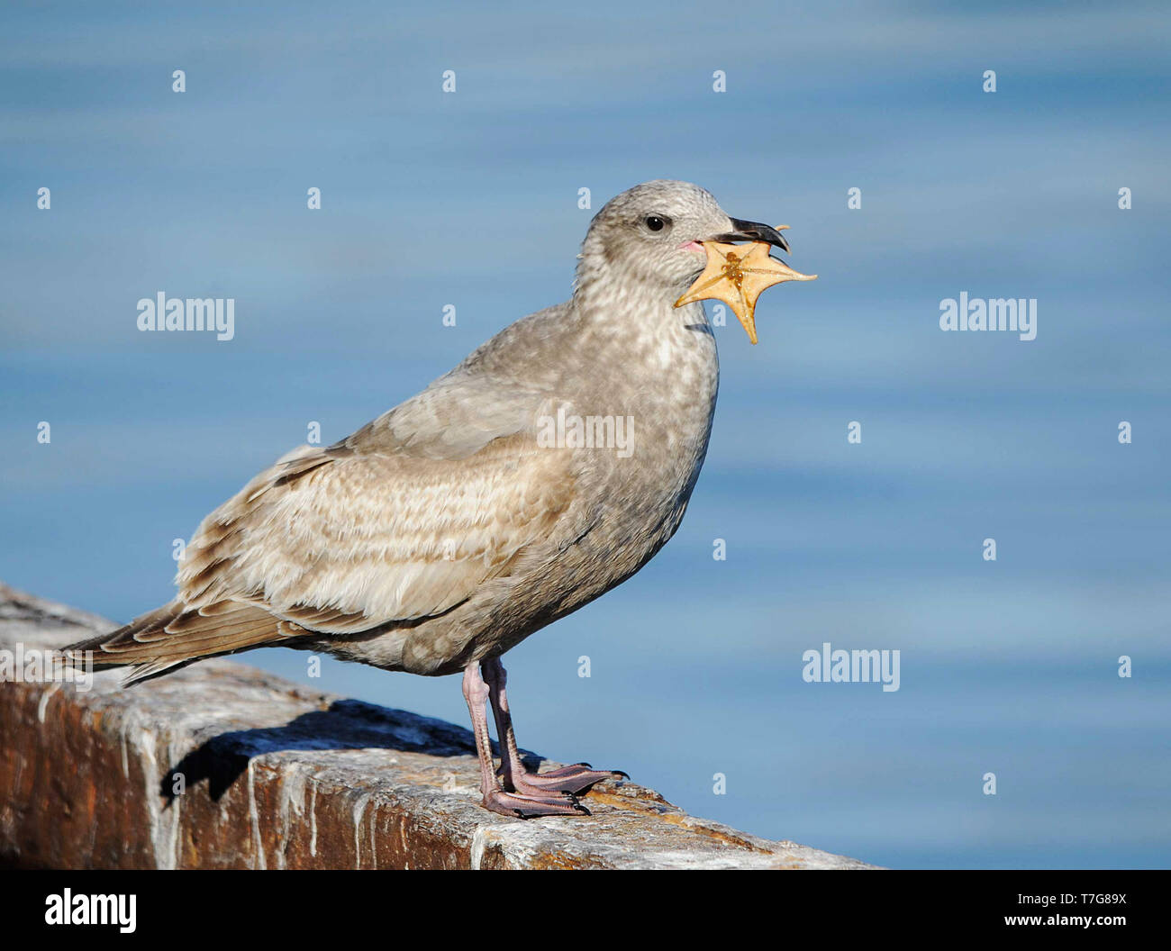 First-winter Slaty-backed Gull (Larus schistisagus) wintering in harbour of Rauso Hokkaido in Japan. Bird standing with starfish in it’s bill. Stock Photo