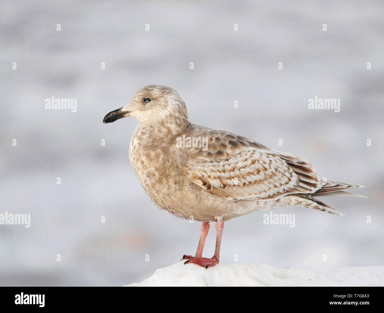 First-winter Slaty-backed Gull (Larus schistisagus) wintering in harbour of Rauso Hokkaido in Japan. Stock Photo