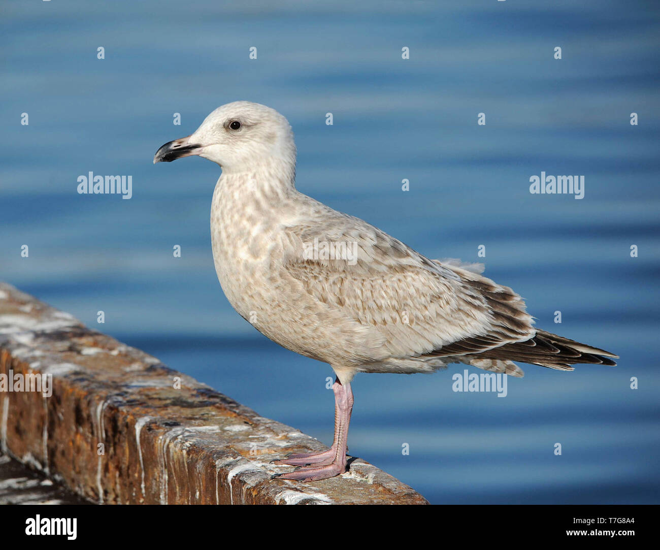 First-winter Slaty-backed Gull (Larus schistisagus) wintering in harbour of Rauso Hokkaido in Japan. Stock Photo