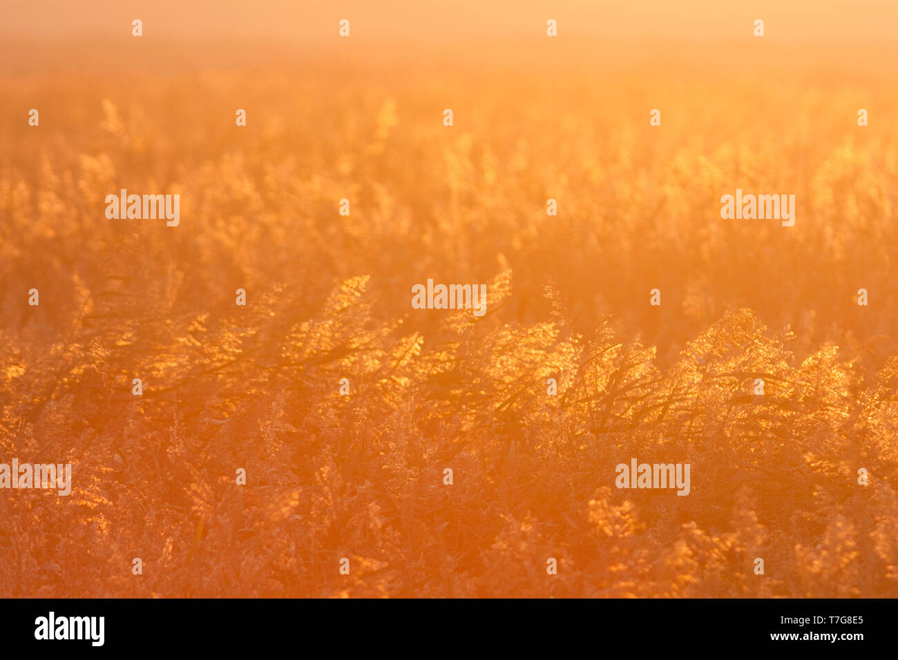 Sunrise over a reed bed on the North Sea coast, Germany Stock Photo Alamy