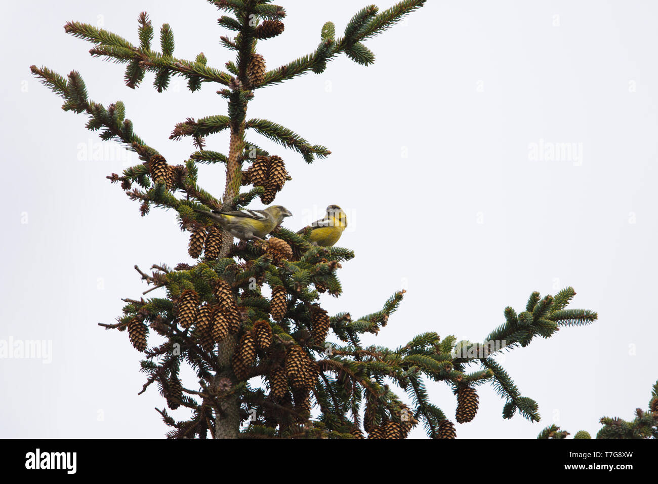 Two immature male Two-barred Crossbills (Loxia leucoptera) perched in a cone covered pine tree on Terschelling, Netherlands. Stock Photo