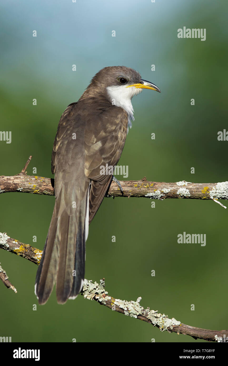 Adult Yellow-billed Cuckoo (Coccyzus americanus) in Galveston County, Texas, USA. During spring migration. Stock Photo