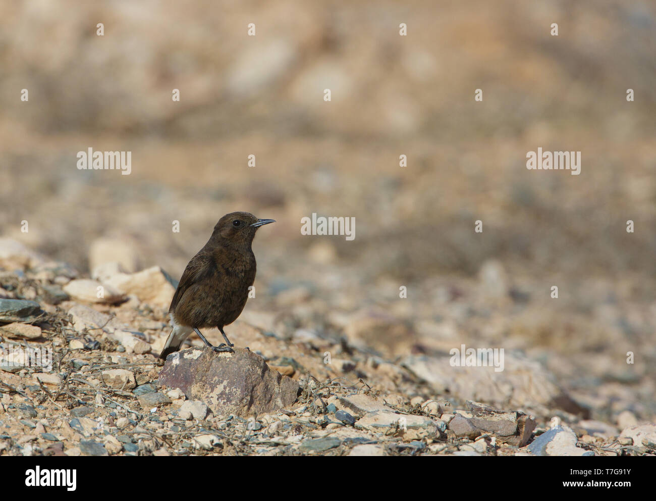 Female Black Wheatear (Oenanthe leucura) standing on a rocky ground in Morocco. Stock Photo