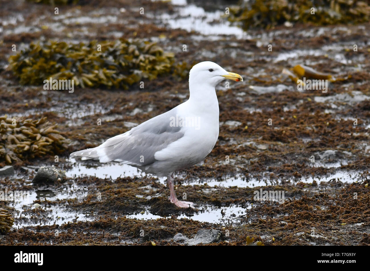 Adult Glaucous-winged Gull (Larus glaucescens) standing on rocky coast of east Russia. Stock Photo