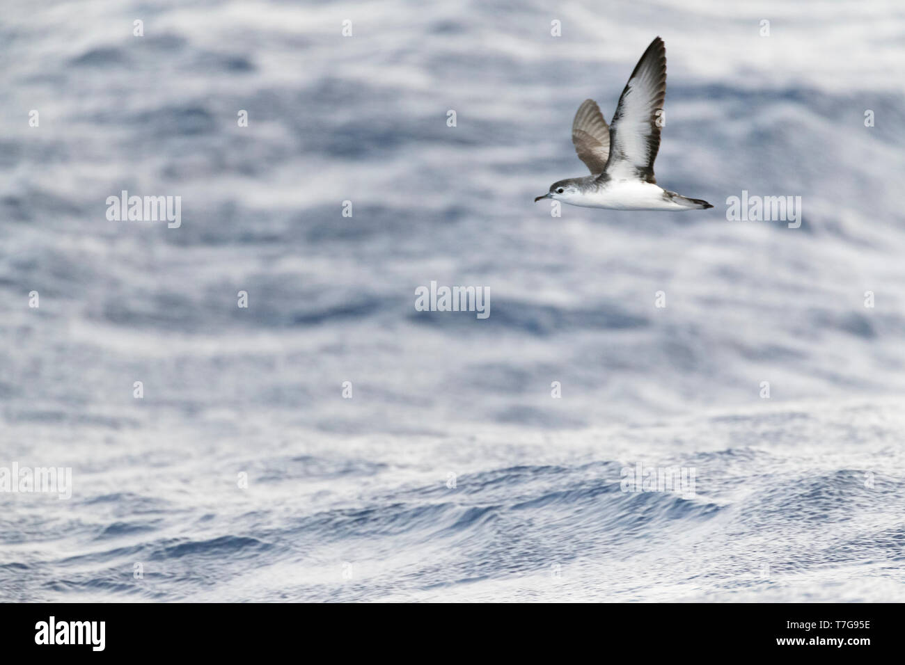 Barolo shearwater (Puffinus baroli), flying over the Atlantic Ocean near Madeirs. This is a small species of shearwater which breeds in the Azores and Stock Photo