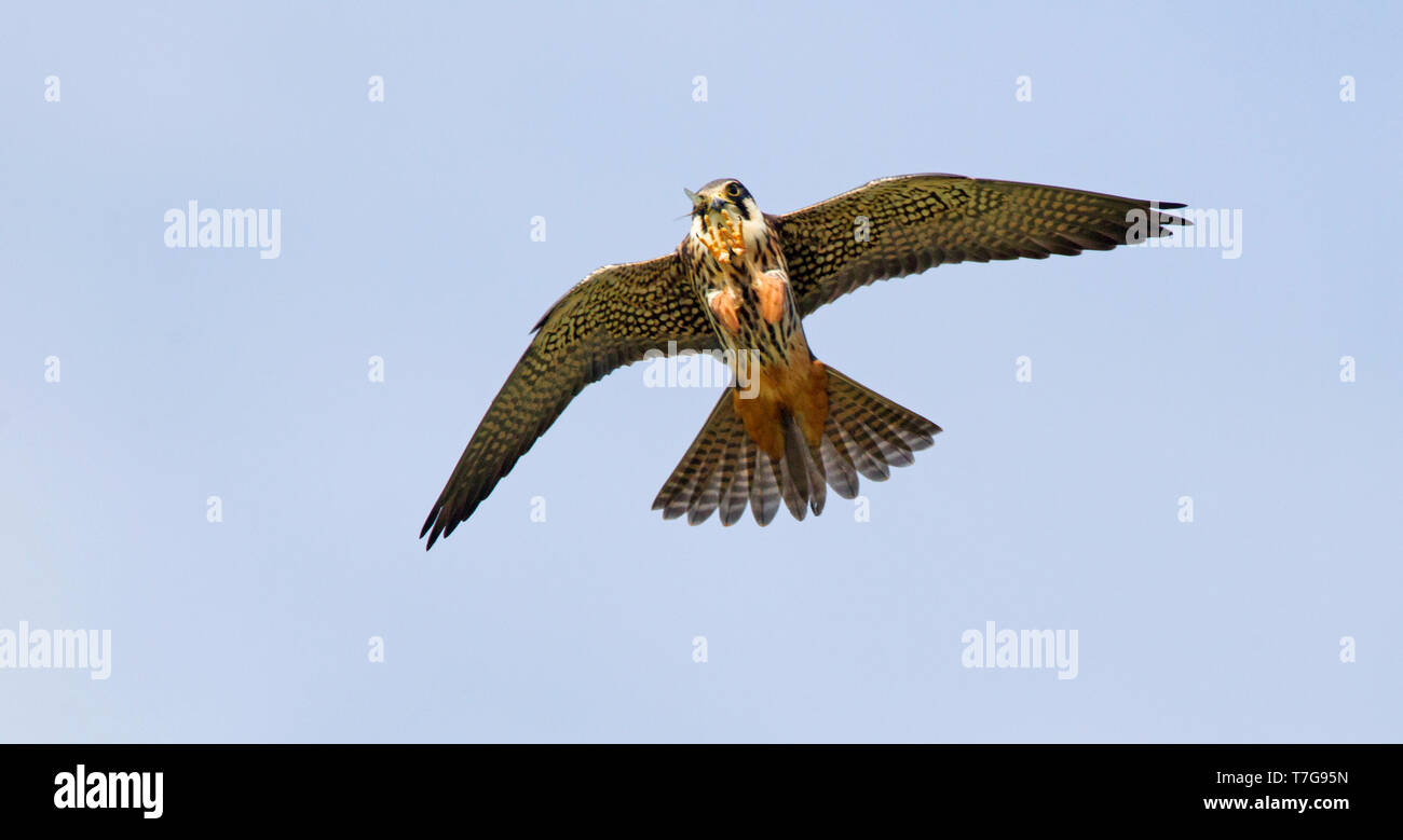 Agile insects hi-res stock photography and images - Alamy