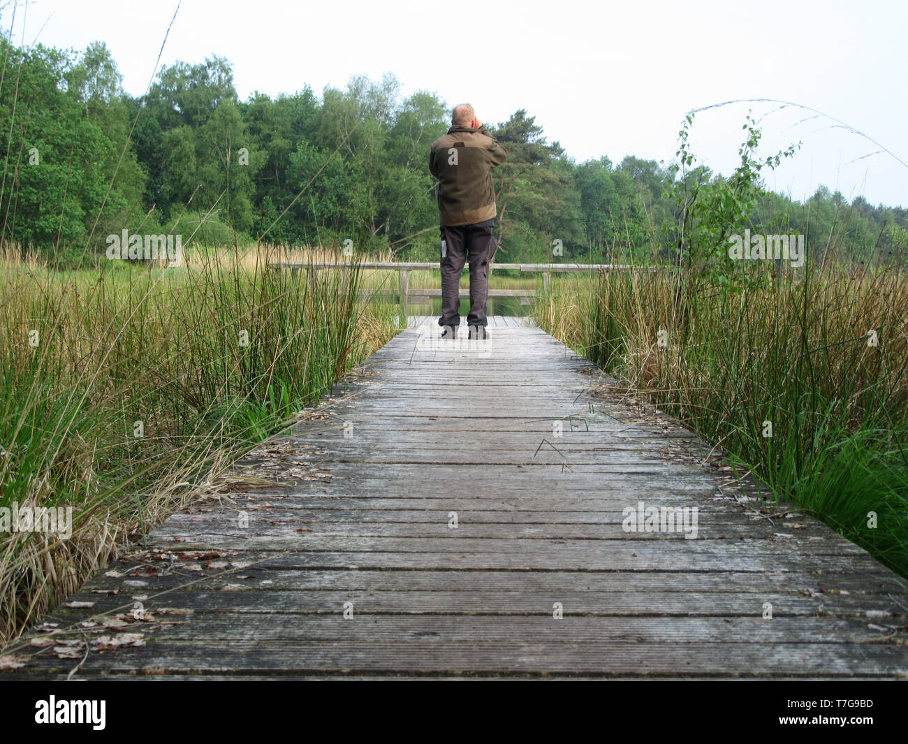 Birdwatcher (man) standing on a boardwalk in Dutch nature reserve. Looking at a bird on the lake. Concept for future, discovery, exploring and educati Stock Photo