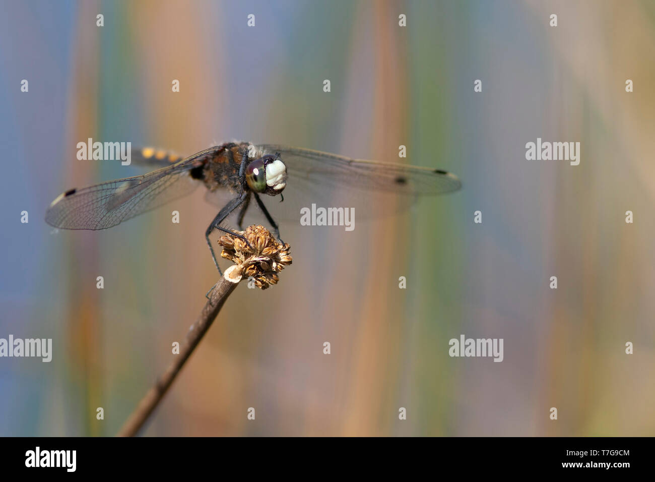 Imago Gevlekte witsnuitlibel; Adult Yellow-spotted Whiteface Stock Photo