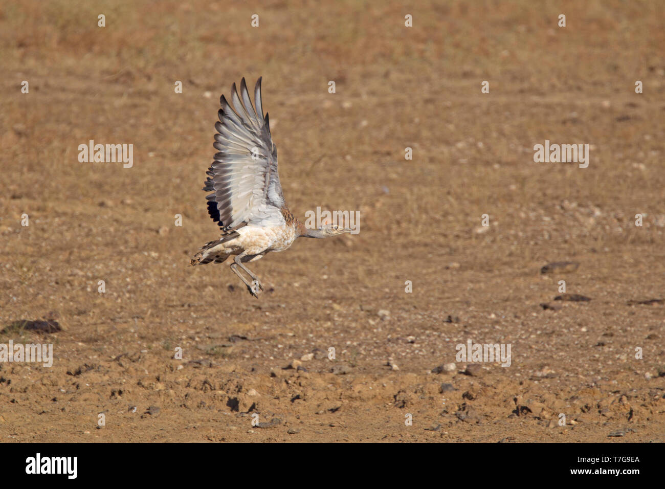 Female Great Bustard (Otis tarda) in flight, showing underwing. Stock Photo