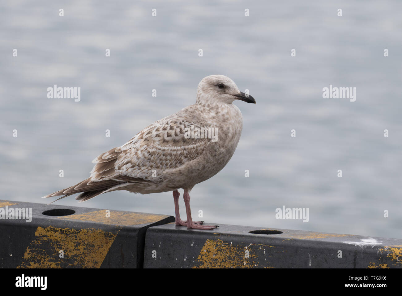 Slaty-backed Gull (Larus schistisagus) wintering in the harbour of Rauso on Hokkaido in Japan. Immature standing on the harbour wall. Stock Photo