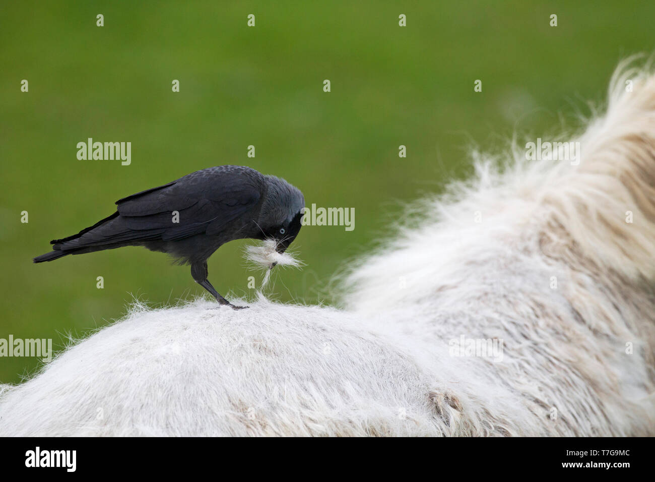 Western Jackdaw (Corvus monedula) plucking hairs from a pony in the Netherlands. Sitting on the back of small horse. Stock Photo