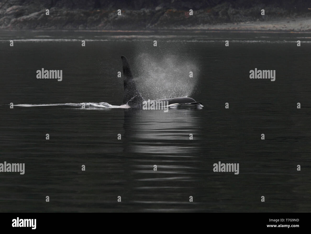 Male killer whale hi-res stock photography and images - Alamy