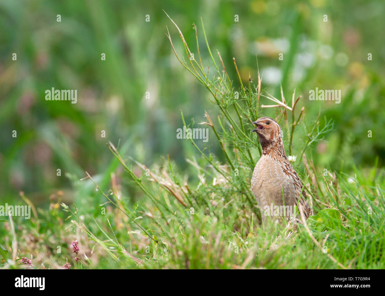 Adult male Common Quail (Coturnix coturnix) in Dutch meadow. More often