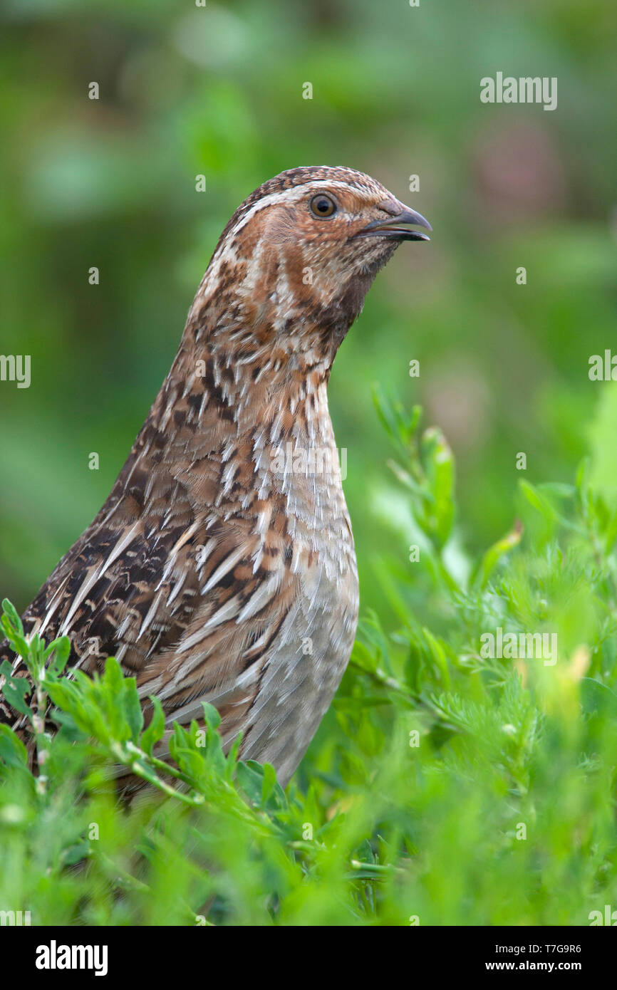 Adult male Common Quail (Coturnix coturnix) calling from a green meadow