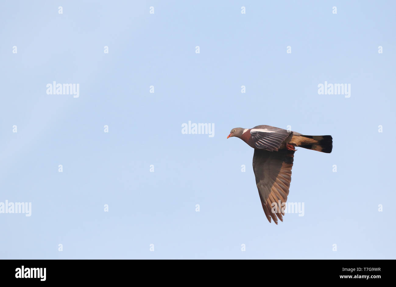 Common Wood-Pigeon (Columba palumbus) migrating over Vlieland, Netherlands, during beautiful autumn day. Stock Photo