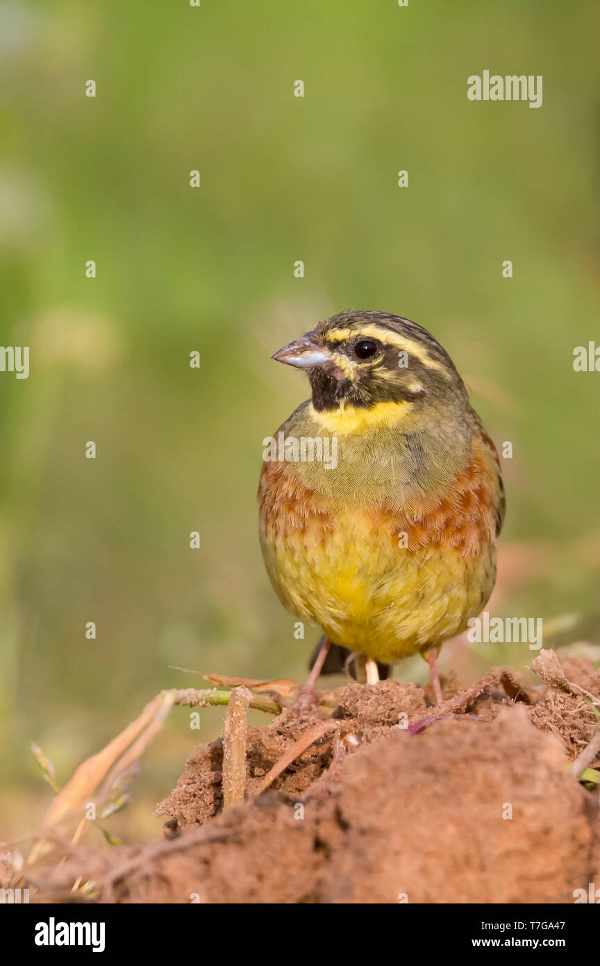 Adult male Cirl Bunting (Emberiza cirlus) in a vineyard in Germany ...