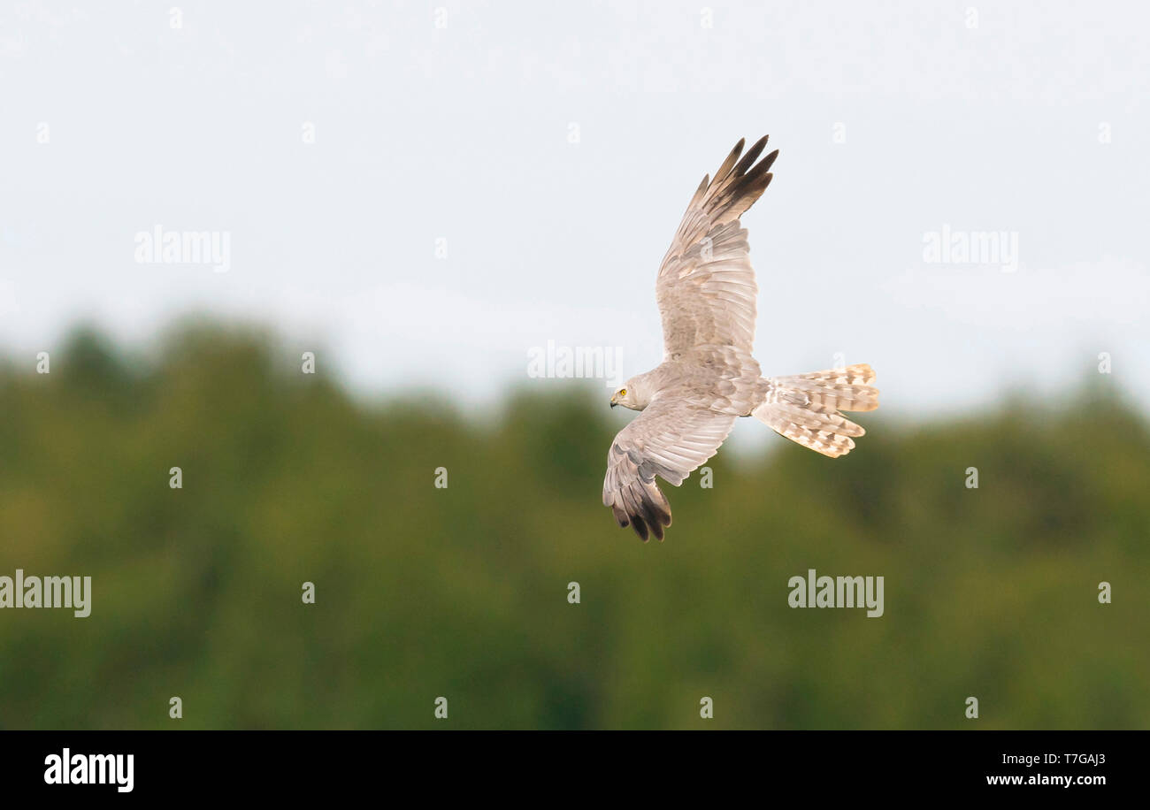 Pallid Harrier Circus Macrourus Adult Hi res Stock Photography And pallid-harrier-circus-macrourus-adult-hi-res-stock-photography-and