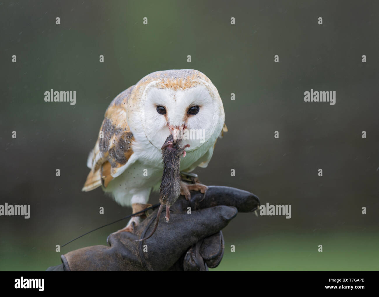 Captive Barn Owl, Tyto alba, with vole, on falconers glove, Lancashire