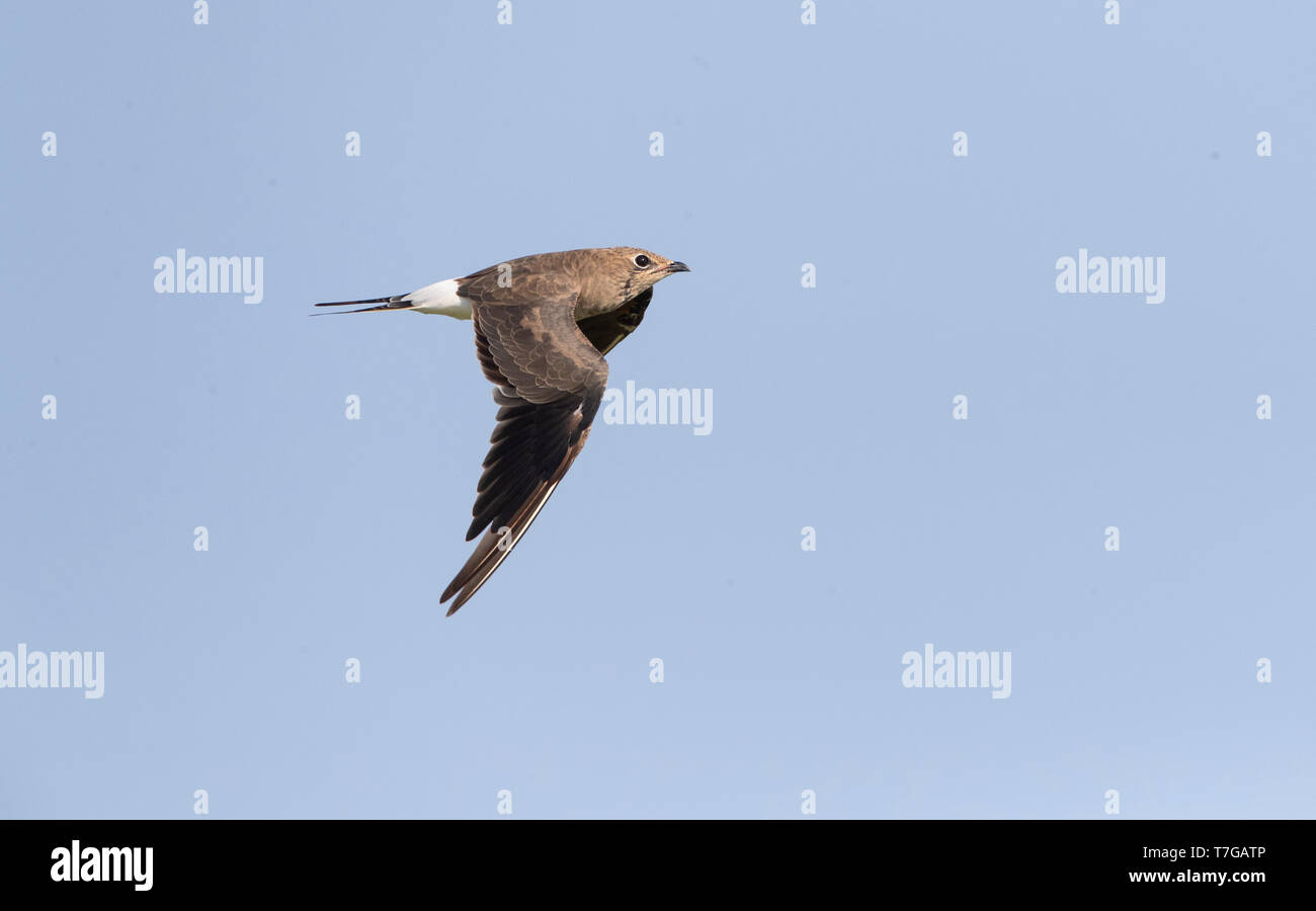 Adult Collared Pratincole (Glareola pratincola) during autumn in the Ebro delta, Spain. Side view of moulting bird to winter plumage in flight showing Stock Photo